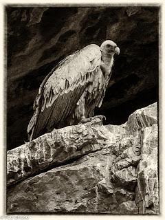 Por la cumbres de Zaorejas...