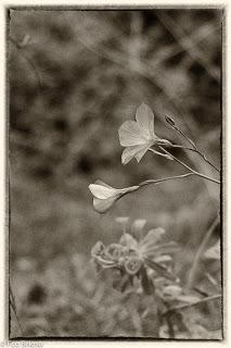 Por la cumbres de Zaorejas...