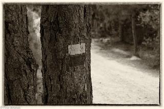 Por la cumbres de Zaorejas...