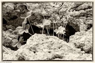 Por la cumbres de Zaorejas...