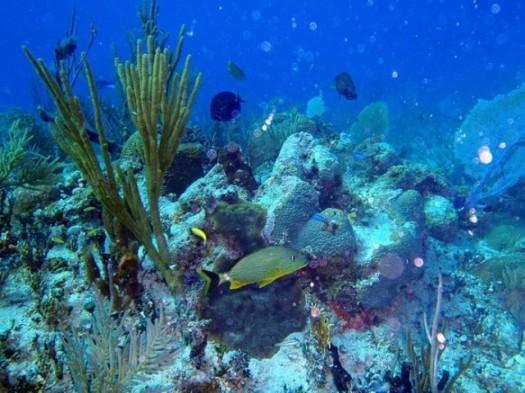 descubri los arrecifes en la riviera maya