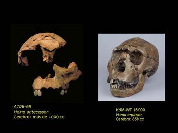 La cara de los humanos modernos apareció hace al menos un millón de años