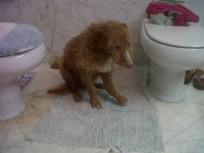 AYUDA PARA PODENCO CON LA PATA DESTROZADA POR UN DISPARO. (SEVILLA)