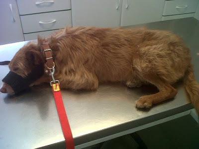 AYUDA PARA PODENCO CON LA PATA DESTROZADA POR UN DISPARO. (SEVILLA)