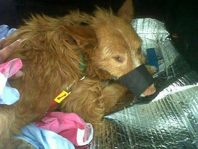 AYUDA PARA PODENCO CON LA PATA DESTROZADA POR UN DISPARO. (SEVILLA)