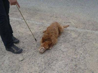 AYUDA PARA PODENCO CON LA PATA DESTROZADA POR UN DISPARO. (SEVILLA)