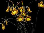 Orquídeas exóticas