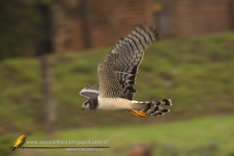 Gavilán planeador (Long-winged Harrier)