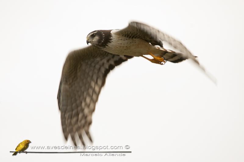 Gavilán planeador (Long-winged Harrier)