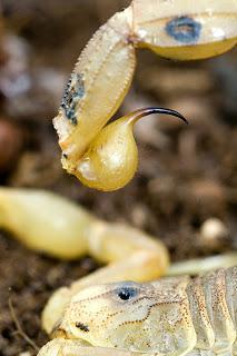 Para ampliar Buthus occitanus (Escorpión, alacrán) detalle del aguijón hacer clic