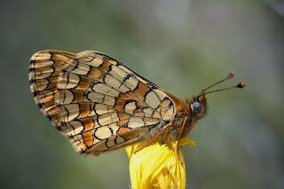 Para ampliar Melitaea deione (Geyer, 1832) Doncella ibérica, reverso, hacer clic
