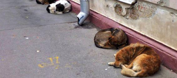 Detectado un caso de rabia importada de Marruecos en el perro pitbull