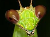 Daniel Llavaneras: Mamá, quiero entomólogo