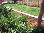 Cumple Cuba meta sobre reducción pobreza desnutrición