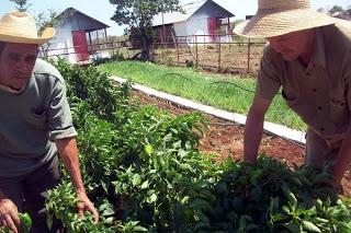 Cumple Cuba meta de la ONU sobre la reducción de la pobreza y desnutrición