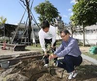 El árbol del cielo que sobrevivió al infierno