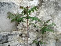 El árbol del cielo que sobrevivió al infierno