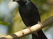 Frutero coronado (Ruby-crowned Tanager)