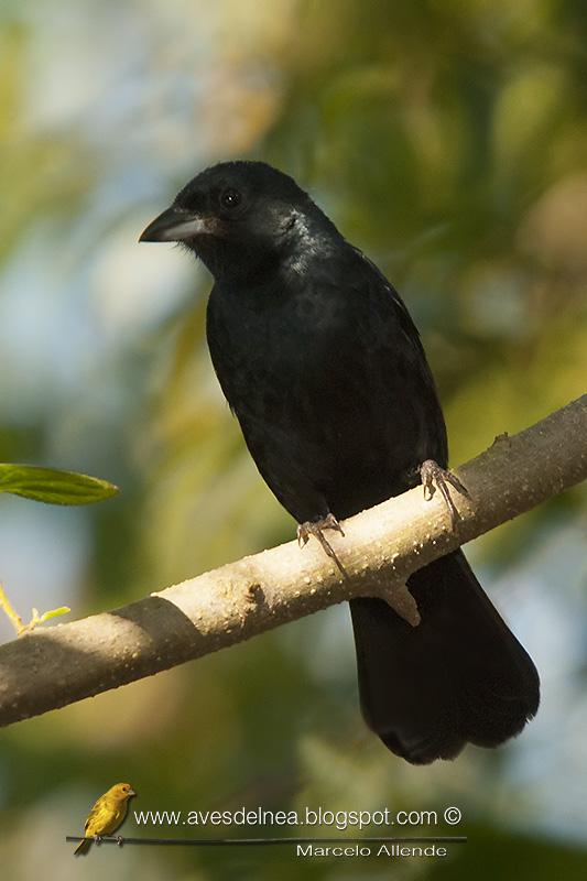 Frutero coronado (Ruby-crowned Tanager)