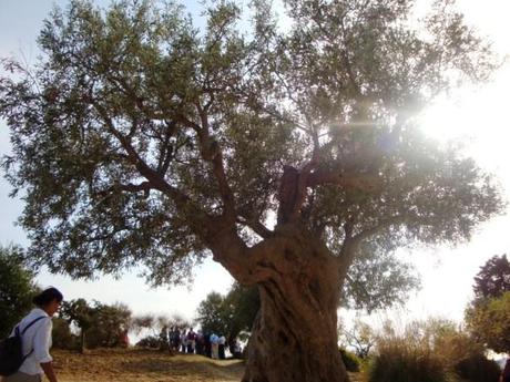 Que hacer en Agrigento