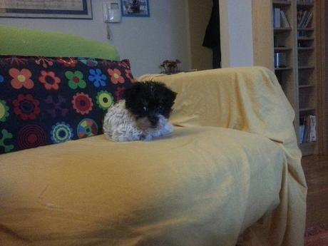 Androidografia Barakaldo 1366