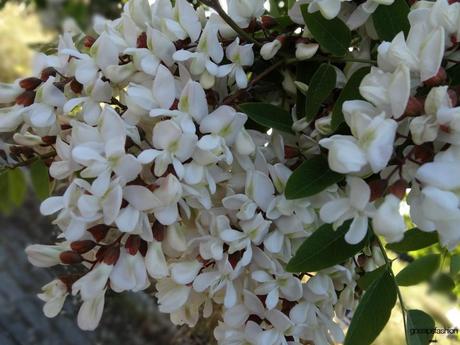 vinos ribera del duero yllera