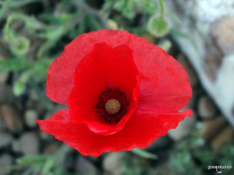 vinos ribera del duero yllera el hilo de ariadna