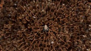 Daenerys 'Mysha' Game of Thrones