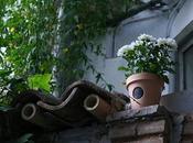 Macetas, Casitas Figuradas