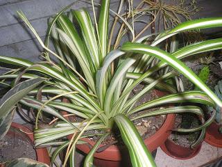 Cinta, malamadre o lazo de amor