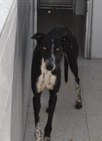 LOS SACRIFICAN EL JUEVES 20 DE JUNIO EN LA PERRERA DE BADAJOZ‏.