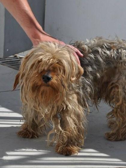 LOS SACRIFICAN EL JUEVES 20 DE JUNIO EN LA PERRERA DE BADAJOZ‏.