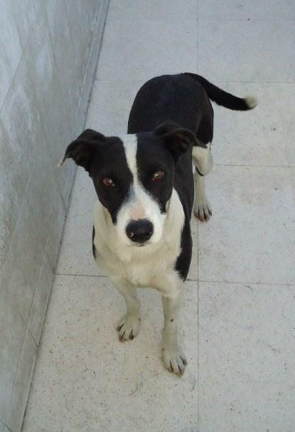 LOS SACRIFICAN EL JUEVES 20 DE JUNIO EN LA PERRERA DE BADAJOZ‏.