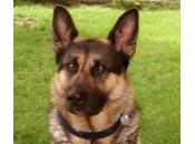 Diabetes perros: síntomas, tratamiento dieta