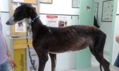 Ava, cachorrita de galga abandonada y atada a un árbol. (Madrid)