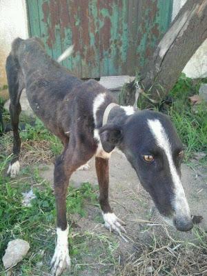 Ava, cachorrita de galga abandonada y atada a un árbol. (Madrid)