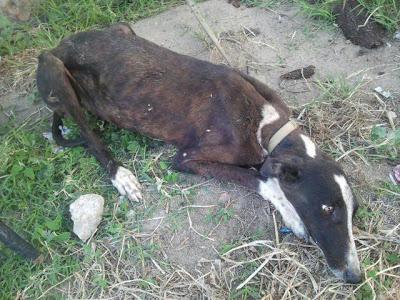 Ava, cachorrita de galga abandonada y atada a un árbol. (Madrid)