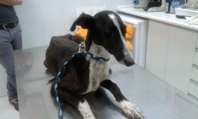 Ava, cachorrita de galga abandonada y atada a un árbol. (Madrid)