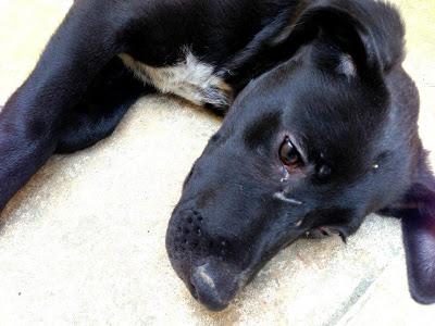 MELÓN, CACHORRÓN CRUCE DE LABRADOR.