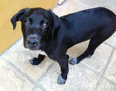 MELÓN, CACHORRÓN CRUCE DE LABRADOR.