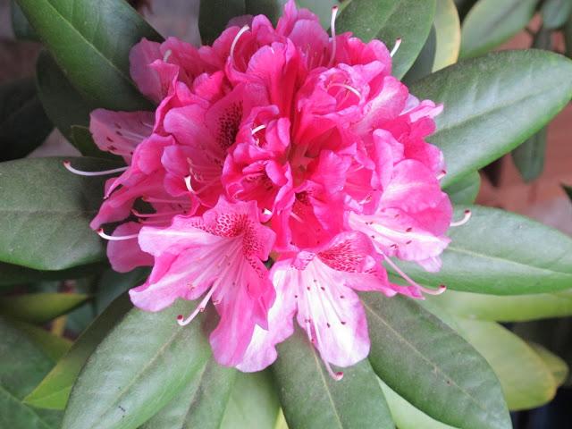 Detalles sabaderos....