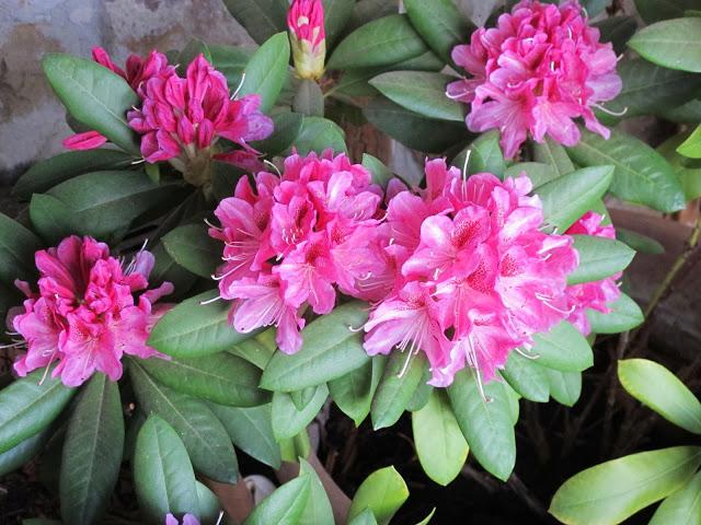 Detalles sabaderos....