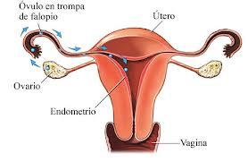 ciclo menstrual