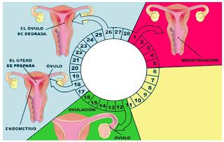 ciclo menstrual