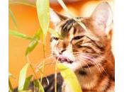 gatos: causas, diagnóstico tratamiento