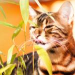 gato oliendo plantas