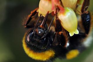 Una muñeca broche y collar vestida de abejorro: Mageritdoll