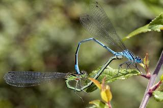 Para ampliar Coenagrion puella (Caballito del Diablo azul) hacer clic