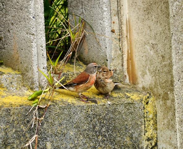 Dame de comer papá...
