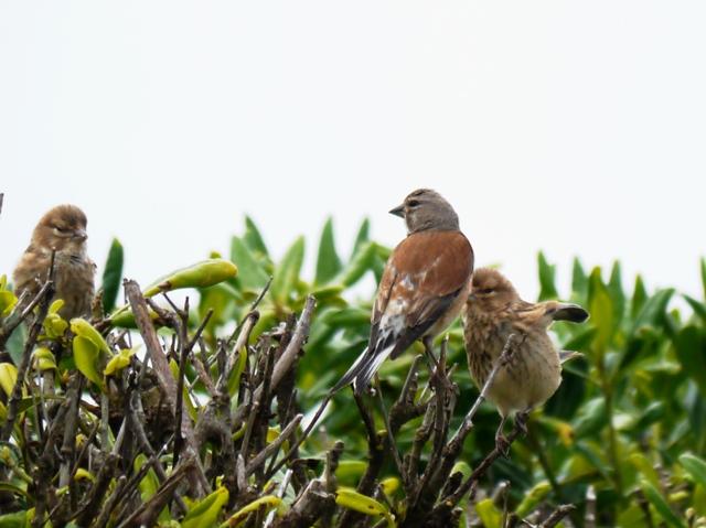 Dame de comer papá...
